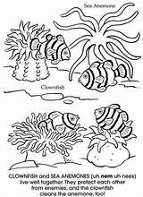 Coloring Dover Doverpublications Clownfish Anemone sketch template