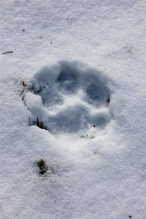 animal tracks   snow  western maine