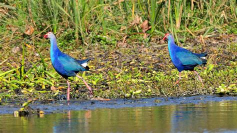 okhla bird sanctuary history location details ticket price timings adotrip