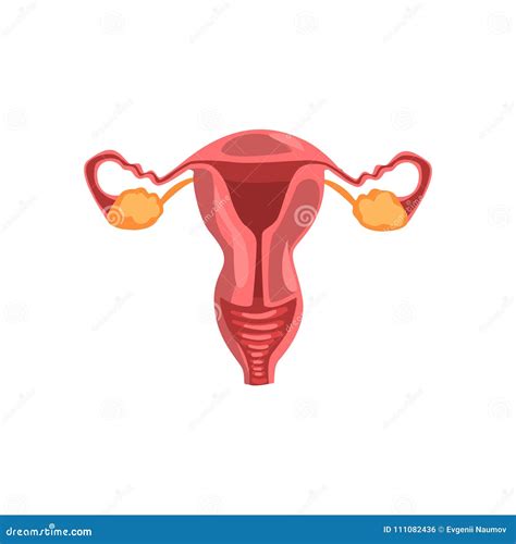 apparato genitale femminile illustrazione umana  vettore  anatomia dellorgano interno su