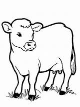 Pages Coloring Cows Print Animal Coloringtop sketch template