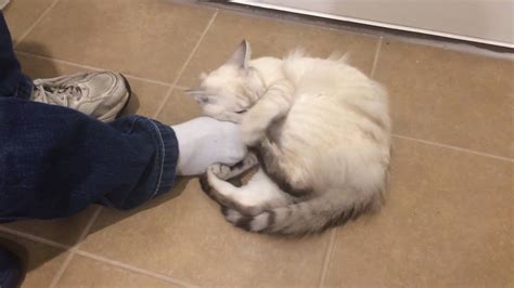 Kitten Foot Massage Youtube