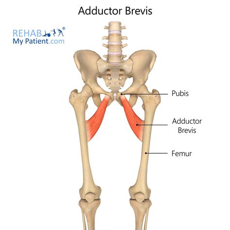 Adductor Brevis Rehab My Patient