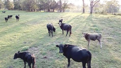 drone cattle monitoring dji mavic pro youtube