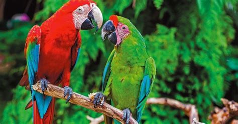birds blog parrot cage advice   home   parrots