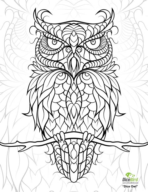dicebirdcom dicebird resources  information owl coloring pages
