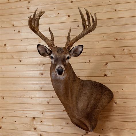 premier  class whitetail buck deer taxidermy wall pedestal mount mm safariworks decor
