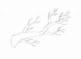 Pohon Ranting Twigs Mewarnai Menggambar Bagaimana Tutsplus sketch template