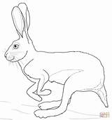 Hare Lepre Colorare Corre Disegno Liebre Corriendo Desierto Deserto Rabbit Supercoloring Lepri sketch template
