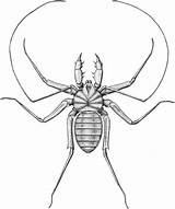 Whip Phylogeny Fossil Spiders sketch template