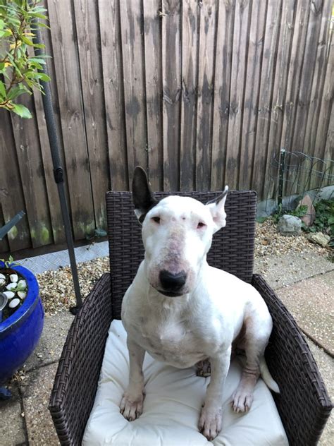 Diana 7 Year Old Female English Bull Terrier Available