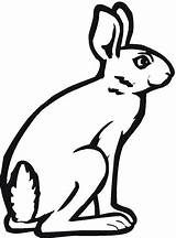 Hare Liebres Arctic Ausmalbilder Ausmalbild Ausdrucken Clipartmag sketch template