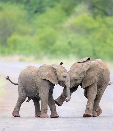 canon photography adorable baby elephants playing unbelievably cute