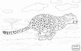 Running Cheetah Drawing Getdrawings sketch template