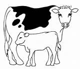 Mucche Colorear Vacas Koeien Stampare Cartonionline Kleurplaten Kleurplaat sketch template
