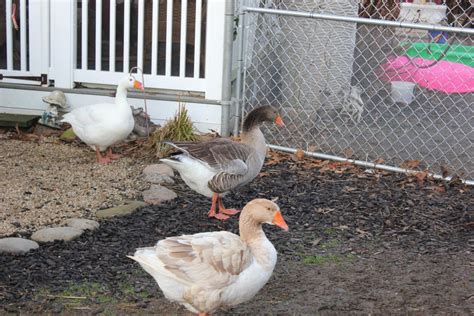 goose or gander backyard chickens learn how to raise chickens
