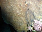 Afbeeldingsresultaten voor "agaricia Grahamae". Grootte: 137 x 103. Bron: coralpedia.bio.warwick.ac.uk