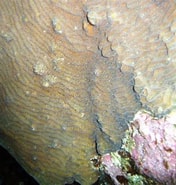 Image result for "agaricia Grahamae". Size: 176 x 185. Source: coralpedia.bio.warwick.ac.uk