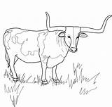 Longhorn Texas Longhorns Cow Stier Ferdinand Steer Boi Supercoloring Horn Hereford Tiere Horned Ochse Divyajanani Printmania Kategorien sketch template