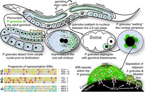membraneless organelles p granules  caenorhabditis elegans marnik  traffic wiley