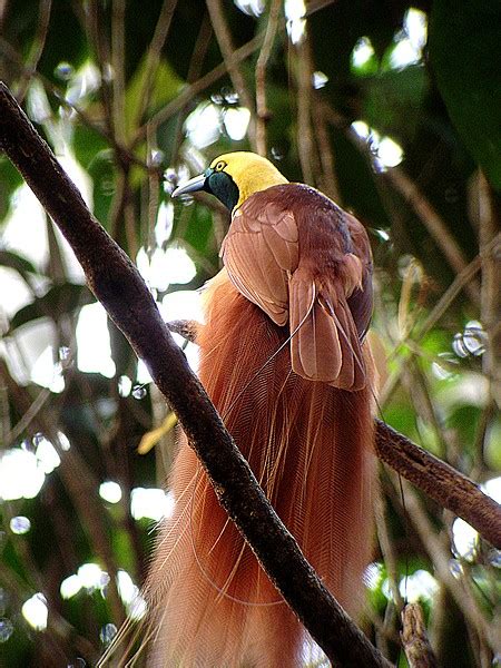 Bird Of Paradise Picture Record