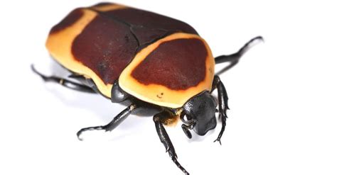 beetle insect facts az animals