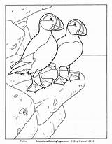 Puffin Birds Colouring Colouringpages Puffins sketch template