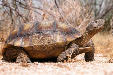 desert tortoises   adoption edwards air force base news
