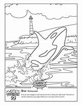 Orca Whale Beluga Getcolorings Designlooter sketch template
