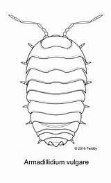 Bug Pill Sketch Coloring Armadillidium Vulgare Illustration Paintingvalley sketch template