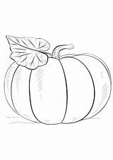 Coloring Pages Pumpkin Vegetables Printable Index sketch template