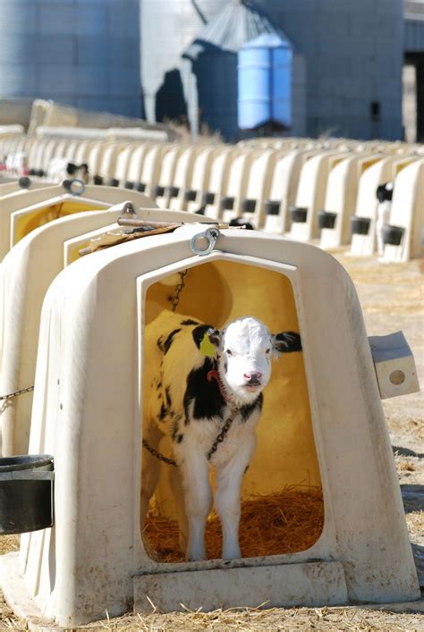 The Dark Secret Of Massive Dairy Farms In One Photo Dairy Farms