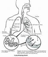 Respiratory System Lungs Coloring Alveoli Level Diagram Biology Lung Human Drawing Anatomy Pages Body Label Sketch Parts Heart Science Worksheets sketch template