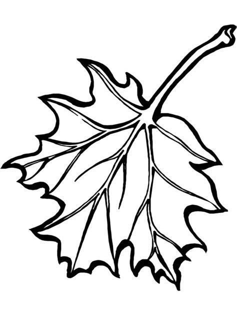 awesome picture  maple leaf coloring page kids play color leaf
