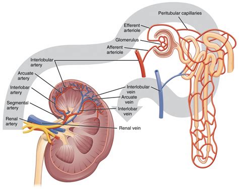 renal blood flow   regulation anatomy  physiology ii