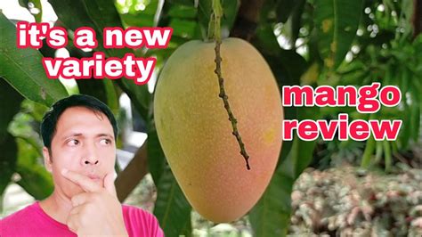 mango review       variety youtube