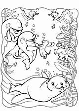 Kleurplaat Zeehond Dolfijnen sketch template