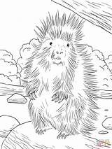 Porcupine Coloring American North Pages Porcupines Printable Supercoloring Colouring Drawing Coloringbay Choose Board Categories sketch template