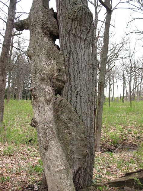 Tree Sex What S Going On Here I M Sure This Can Be