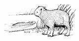 Capybara sketch template