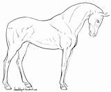 Horse Lineart Standing Deviantart Drawing Horses Sketches Coloring Drawings Pages Arabian Head Animal Line Front Sketch Adult Pegasus Gaited Choose sketch template