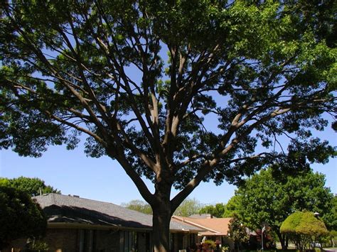 tree trimming austin tx austin tree surgeons