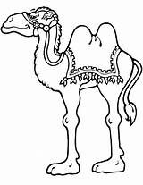 Camel Coloring Pages Camels Printable Standing Cartoon Drawing Kids Animals Line Categories Paper Crafts sketch template