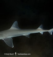 Afbeeldingsresultaten voor "mustelus Canis". Grootte: 172 x 185. Bron: www.sharksandrays.com