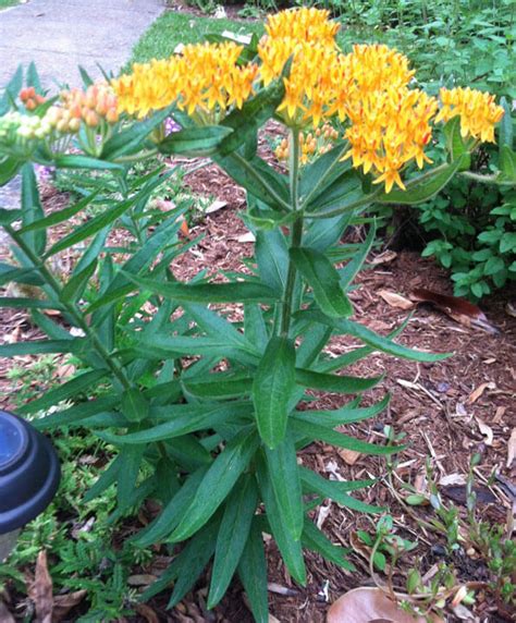 butterfly weed asclepias tuberosa