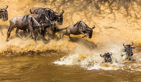 great migration masai mara wildlife photography