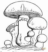 Coloring Pages Mushroom Mushrooms Family Colouring Fungi Drawing Printable Sheets Adults Color Mario Getdrawings Toadstool Book Super Psychedelic Trippy Tinkerbell sketch template