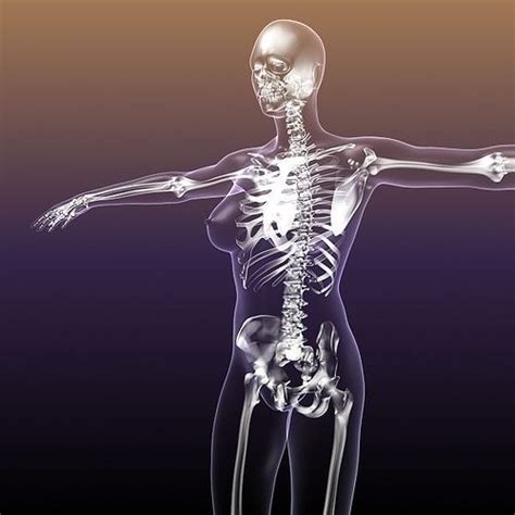 Female Skeleton In Woman Body Anatomy 3d Model Cgtrader