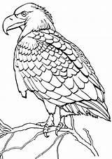 Hawk Coloring Pages Animal Print sketch template