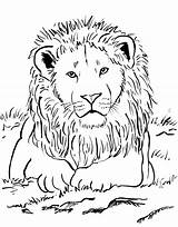 Coloring Pages Realistic Lion Printable Getcolorings Print Color sketch template